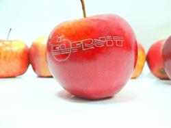 Elfruit, Błędów godziny otwarcia