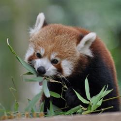 Ogród Zoobotaniczny, Toruń godziny otwarcia