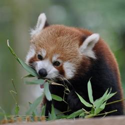 Ogród Zoobotaniczny, Toruń godziny otwarcia
