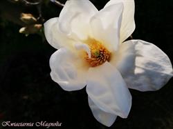 Magnolia-Dwa. Kwiaciarnia, Ostrów Wielkopolski godziny otwarcia