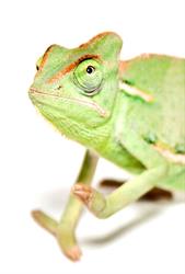 Kameleon. Sklep Zoologiczny. Gryglewski G., Gdańsk godziny otwarcia