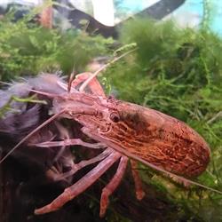 Sklep Zoologiczny Rekin, Międzyrzecz godziny otwarcia