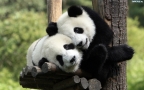 Panda.sklep Zoologiczny. Żabińska J., Kraków godziny otwarcia