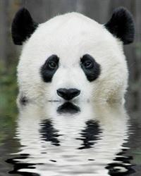 Panda-Zoo. Sklep Zoologiczny, Szczecin godziny otwarcia