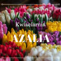 Azalia. Kwiaciarnia. Krzyżak W., Wałbrzych godziny otwarcia