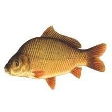 Karp Art. wędkarskie, Płock godziny otwarcia