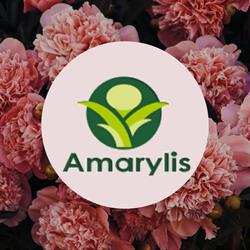 Amarylis. Kwiaciarnia, Myślenice godziny otwarcia