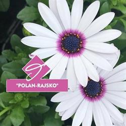 Polan-Rajsko. Produkcja i Hodowla Roślin, godziny otwarcia