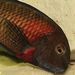 Tropheus Tanganika, Kraków godziny otwarcia