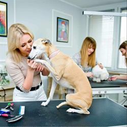 Doggy Diamond Salon Pielęgnacji Psów i Kotów, Wrocław godziny otwarcia