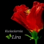 Lira. Kwiaciarnia, Leszno godziny otwarcia