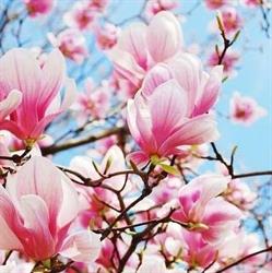 Magnolia. Kwiaciarnia. Tatkowska A.e., Działdowo godziny otwarcia