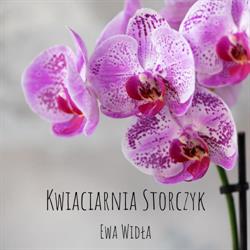 Storczyk. Kwiaciarnia. Kubajczyk M., Brzeszcze godziny otwarcia