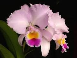 Cattleya. Kwiaciarnia, Radom godziny otwarcia