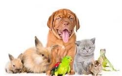 Kwieciński Łukasz. Przychodnia weterynaryjna, Kielce godziny otwarcia