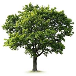 Kaczmarczyk Jacek. Fabryka desek, Raszówka godziny otwarcia