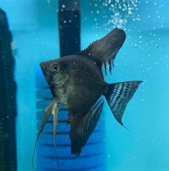 Sklep Zoologiczny, Gorzów Wielkopolski godziny otwarcia