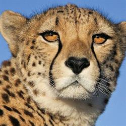 Safari-Tour Sc. Agencja Turystyczna. Mutke G., Soszka A., Rybnik godziny otwarcia