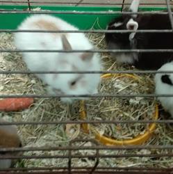 Zoo Market Wodnik. Klimonda B., Pszczyna godziny otwarcia