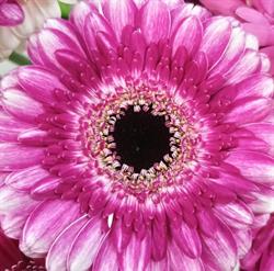 Decoart. FHU. Studio florystyczne. Olejarz A., Tarnobrzeg godziny otwarcia