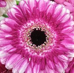 Decoart. FHU. Studio florystyczne. Olejarz A., Tarnobrzeg godziny otwarcia