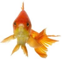 Sklep Zoologiczno - Wędkarski, Milówka godziny otwarcia