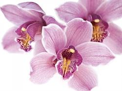 Orchidea. Kwiaciarnia. Agnieszka Kocenka, Olsztyn godziny otwarcia