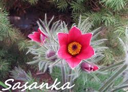 Sasanka. Kwiaciarnia. Zawadzka Z., Stalowa Wola godziny otwarcia
