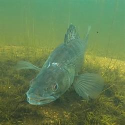 Gospodarstwo Rybackie Sp. Z O.o., Mrągowo godziny otwarcia
