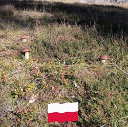 Nadleśnictwo Bytów, godziny otwarcia
