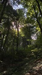 Pgllp Nadleśnictwo Ujsoły, godziny otwarcia