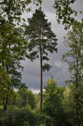 Nadleśnictwo Głogów, Głogów Małopolski godziny otwarcia