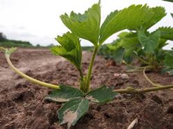 HORTPLANT, Lisowola godziny otwarcia