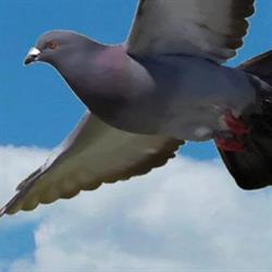 Birdsystem Inwen sp.j. Kompleksowa ochrona przed ptakami, Piastów godziny otwarcia