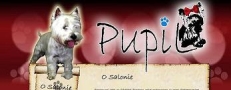 Psi Salon Pupil, Gdańsk godziny otwarcia