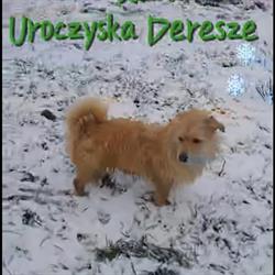Uroczysko Deresze, Giławy godziny otwarcia