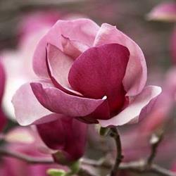 Magnolia. Sklep ogrodniczy. Skorupa C., Kiełpin godziny otwarcia