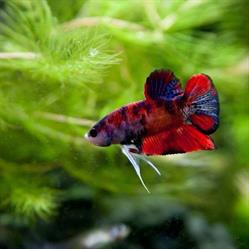 Aquapet s.c. Hurtownia akwarystyczno - zoologiczna. Akwaria, pokrywy na zamówienie, Gdynia godziny otwarcia