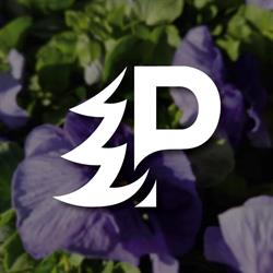 Pudełko Danuta. Szkółka drzew i krzewów ozdobnych, Pisarzowice godziny otwarcia