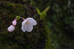 Sakura. Fundacja Krzewienia Kultury Japońskiej, Warszawa godziny otwarcia