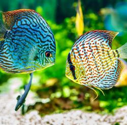 Amazonka. Sklep zoologiczny, Lubin godziny otwarcia