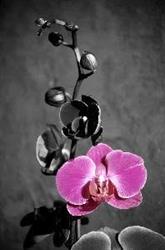 Orchidea. Kwiaciarnia, Wieliczka godziny otwarcia