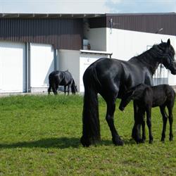 Agro Jet Sp. z o.o., Trzebnica godziny otwarcia