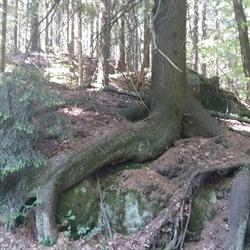Kawiecka-Przybyła Dagmara, lek. stomatolog. Gabinet, Gorlice godziny otwarcia