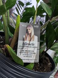 Miracle, Opole godziny otwarcia