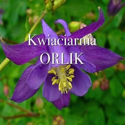 Kwiaciarnia Pabianice. Kwiaciarnia Orlik., godziny otwarcia