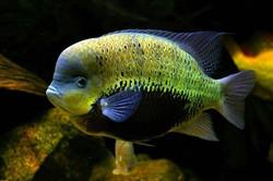 Sklep Zoologiczny Skalar. Kazimiera Siara, Nisko godziny otwarcia