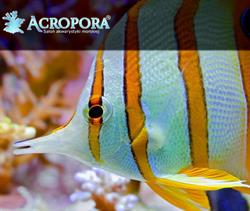 ACROPORA. SALON AKWARYSTYKI MORSKIEJ, Warszawa godziny otwarcia