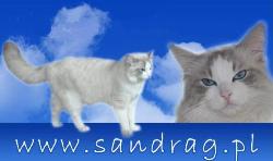 Hodowla Kotów Rasowych Ragdoll sandrag.pl, Bytom - godziny otwarcia