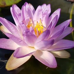 hydroflora ROSLINY-WODNE, Choroszcz godziny otwarcia